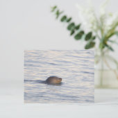 Robbe im Ozean Foto Postkarte (Stehend Vorderseite)
