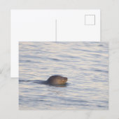 Robbe im Ozean Foto Postkarte (Vorne/Hinten)