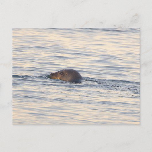 Robbe im Ozean Foto Postkarte (Vorderseite)