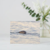 Robbe im Ozean Foto Postkarte (Stehend Vorderseite)