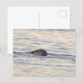 Robbe im Ozean Foto Postkarte (Vorne/Hinten)