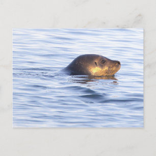 Robbe im Ozean Foto Postkarte
