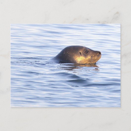 Robbe im Ozean Foto Postkarte (Vorderseite)