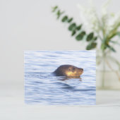Robbe im Ozean Foto Postkarte (Stehend Vorderseite)