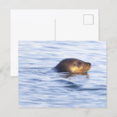 Robbe im Ozean Foto Postkarte (Vorne/Hinten)