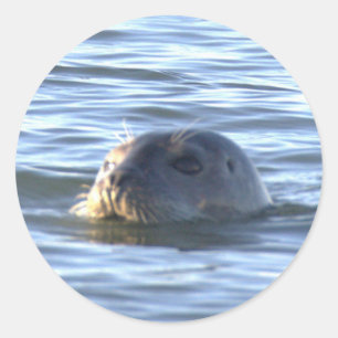 Robbe Schwimmt im Ozean Sticker
