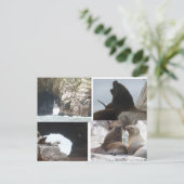 Robben Peru Kollage DIY Postkarte (Stehend Vorderseite)