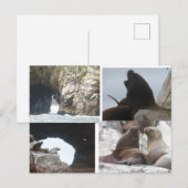 Robben Peru Kollage DIY Postkarte (Vorne/Hinten)