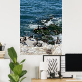 Robben und Vögel Poster (Heimbüro)