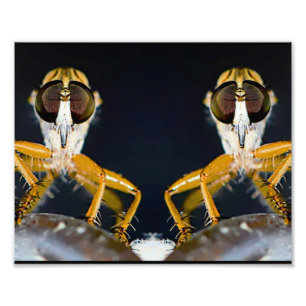 Robber Flies - Efferia albibarbis Fotodruck