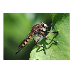 Robber Fly Fotodruck