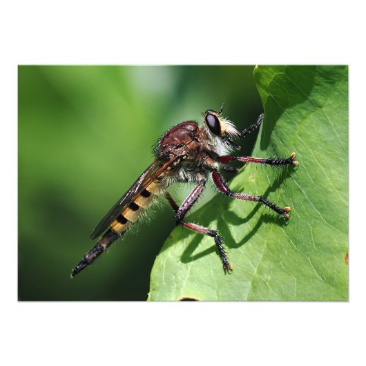 Robber Fly Fotodruck (Vorne)