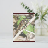 Robber Fly Postcard Postkarte (Stehend Vorderseite)