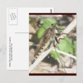 Robber Fly Postcard Postkarte (Vorne/Hinten)