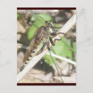 Robber Fly Postcard Postkarte