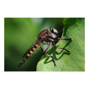 Robber Fly Poster