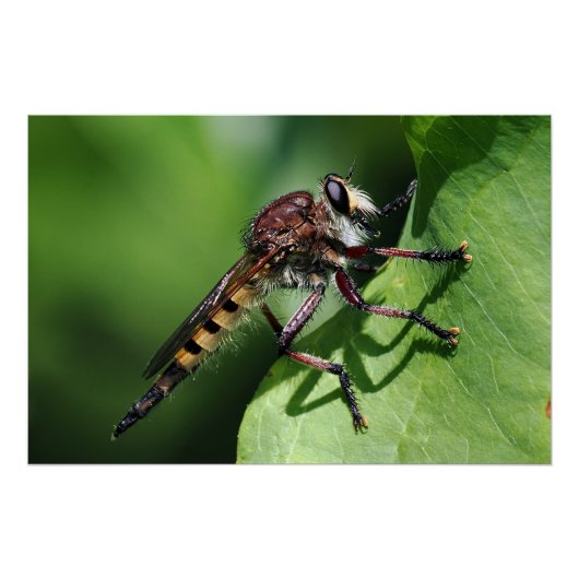 Robber Fly Poster (Vorderseite)