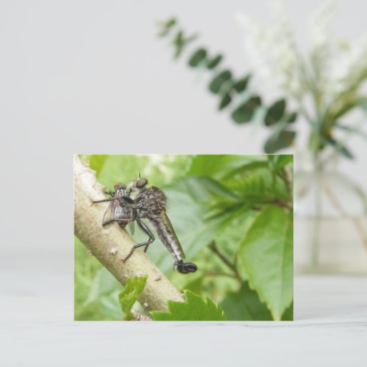 Robber fly w/Snack ~ Postkarte (Stehend Vorderseite)