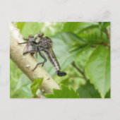 Robber fly w/Snack ~ Postkarte (Vorderseite)