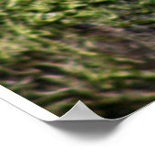 Robbin RedBrust Poster (Ecke)