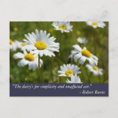 Robert Burns Daisy Quote Postkarte (Vorderseite)
