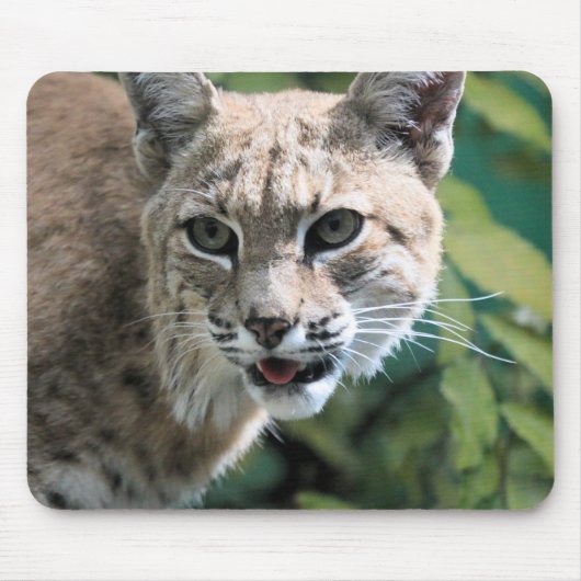 Robert J. Bobcat Mousepad (Vorne)