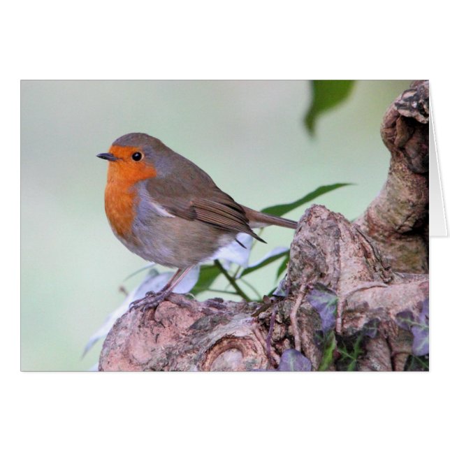 Robin (Vorderseite (Horizontal))