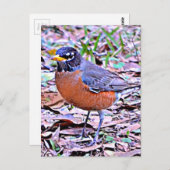 Robin (American Robin) Postkarte (Vorne/Hinten)