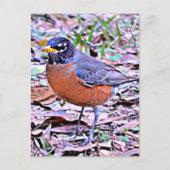 Robin (American Robin) Postkarte (Vorderseite)