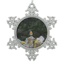 Robin an einer trockenen Steinmauer