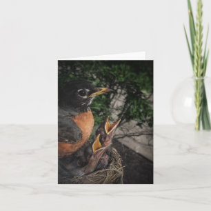Robin and Babies Blank Note Card Karte