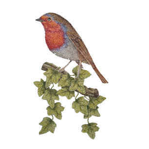 Robin auf Efeu-Blättern, wild lebende Vögel Kugelschreiber