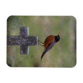 Robin auf einem Kreuz Magnet (Horizontal)