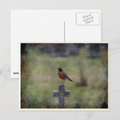 Robin auf einem Kreuz Postkarte (Vorne/Hinten)