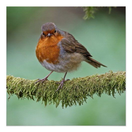 Robin auf einem moobedeckten Baumzweig Poster (Vorderseite)