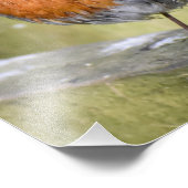 Robin auf einem Zaun Fotodruck (Ecke)