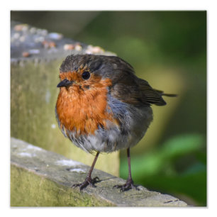 Robin auf einem Zaun Fotodruck