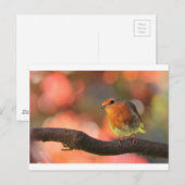 Robin auf einem Zweig Postkarte (Vorne/Hinten)
