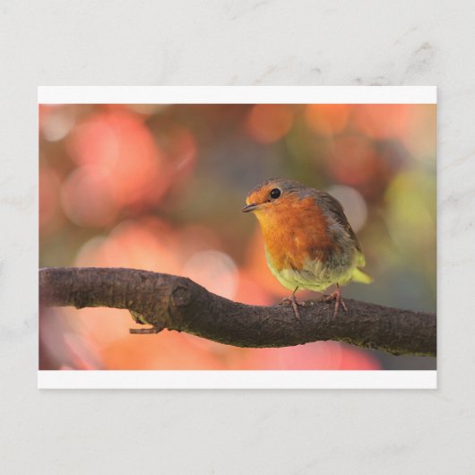 Robin auf einem Zweig Postkarte (Vorderseite)
