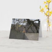 Robin auf Wand Karte (Gelbe Blume)