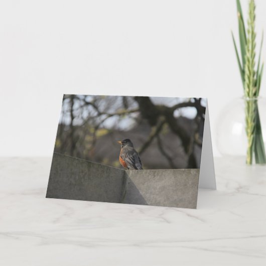 Robin auf Wand Karte (Vorderseite)