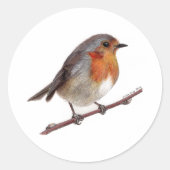 Robin Bird (Erithacus Rubecula) Aufkleber (Vorderseite)