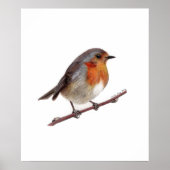 Robin Bird (Erithacus Rubecula) Poster (Vorne)