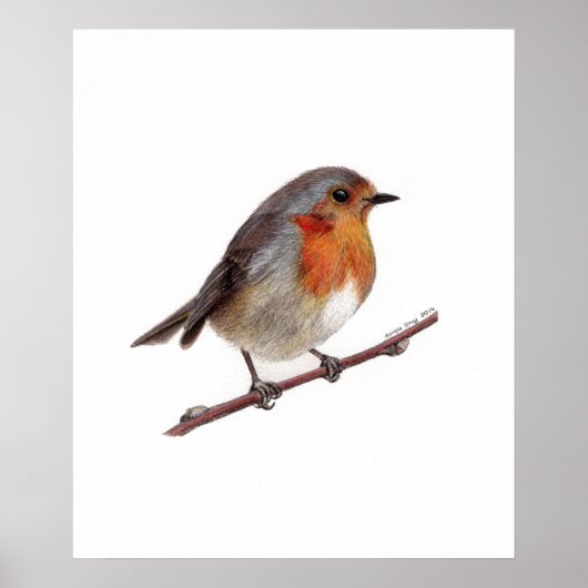 Robin Bird (Erithacus Rubecula) Poster (Vorne)