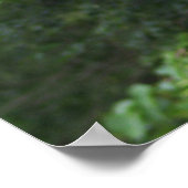 Robin Bird Foto Poster (Ecke)