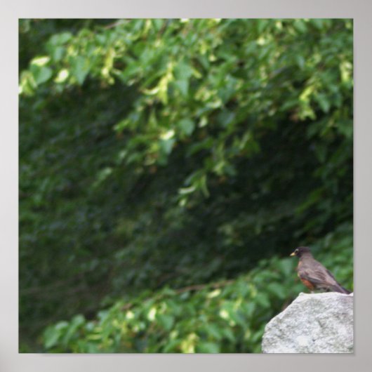 Robin Bird Foto Poster (Vorne)