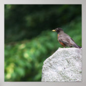 Robin Bird Foto Poster (Vorne)