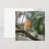 Robin Bird Nature Foto Card (Vorne/Hinten)