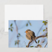 Robin Bird Nature Foto Card (Vorne/Hinten)