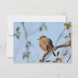 Robin Bird Nature Foto Card
